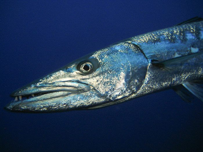 Close-up of a deep sea fish with sharp teeth swimming underwater, illustrating horrifying experiences of deep sea divers.