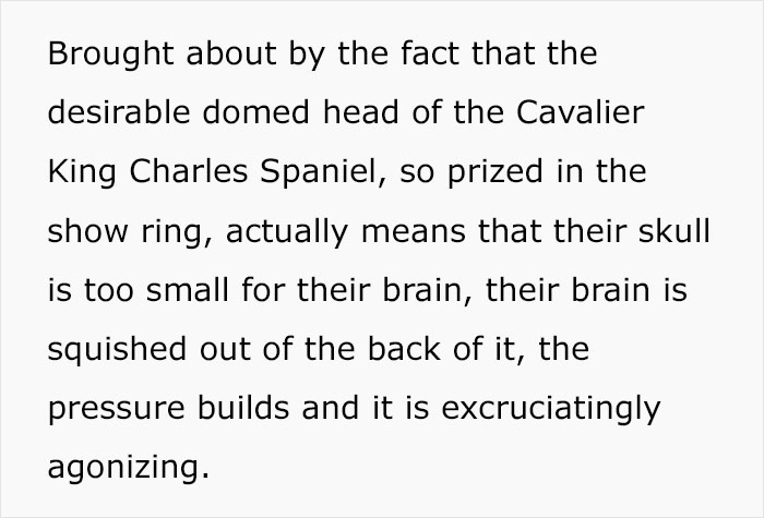 Veterinarian Goes To TikTok To Explain The Deal With Norway Banning The Breeding Of English Bulldogs And Cavalier King Charles Spaniels