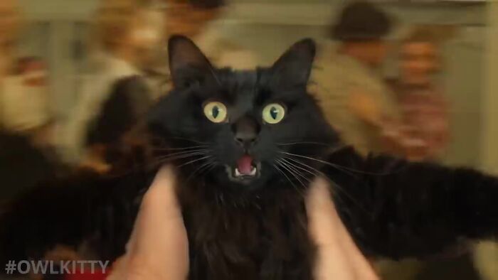 En esta versi&oacute;n mejorada de Titanic hay un gato, y el resultado es divertid&iacute;simo