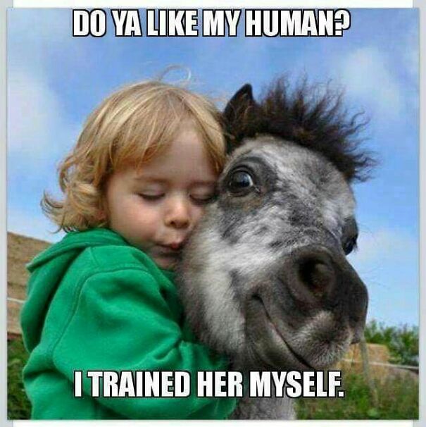 9 Horse Memes That Prove Horse Memes Are The Best Memes