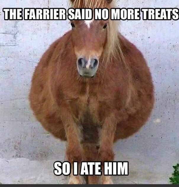 9 Horse Memes That Prove Horse Memes Are The Best Memes