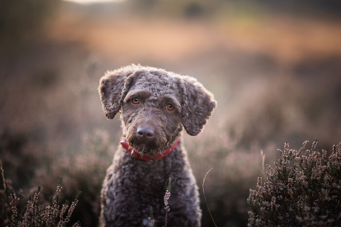 My Most Favorite Pics Since I Started Dog Photography ( 35 Pics )