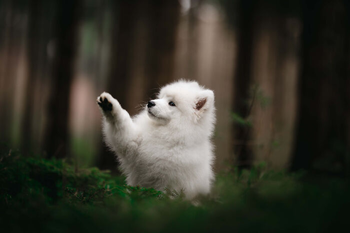 My Most Favorite Pics Since I Started Dog Photography ( 35 Pics )