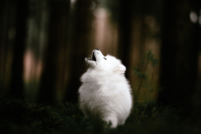 My Most Favorite Pics Since I Started Dog Photography ( 35 Pics )