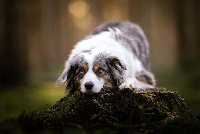 My Most Favorite Pics Since I Started Dog Photography ( 35 Pics )