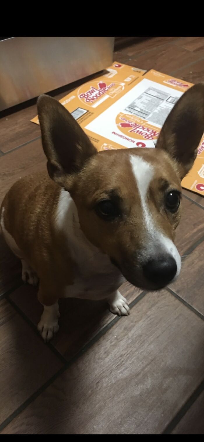 Can I Please Have The Treat? (He Really Hate Taking Pictures, Turns Away Every Time I Want A Picture)