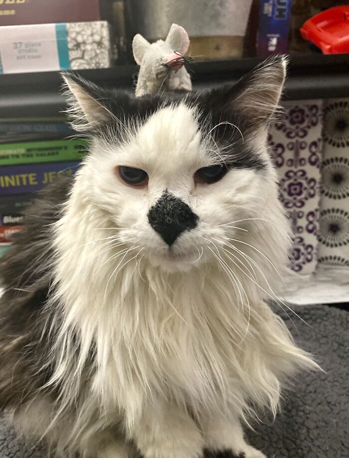 My 20 Year Old Cat, Madison. He Is Not Only A Cat, But A Meatloaf Dragon And A Rabid Potato. He Was Adopted On New Year’s Eve 2001