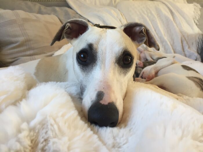 Do I Hear A Wrapper Being Opened?