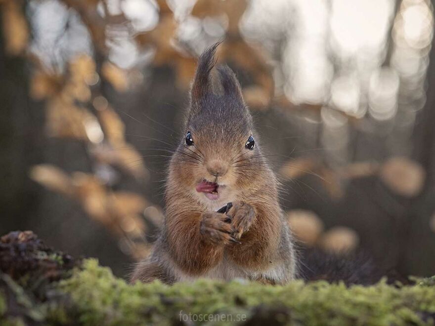 A Wild And Crazy Guy