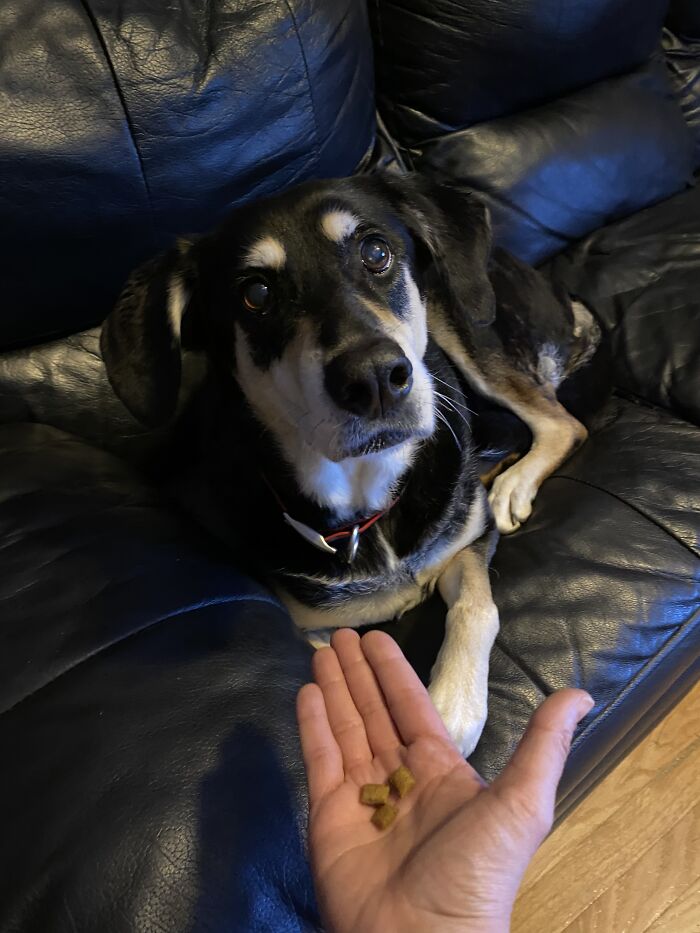 Grace Waiting For Permission To Take Her Treats