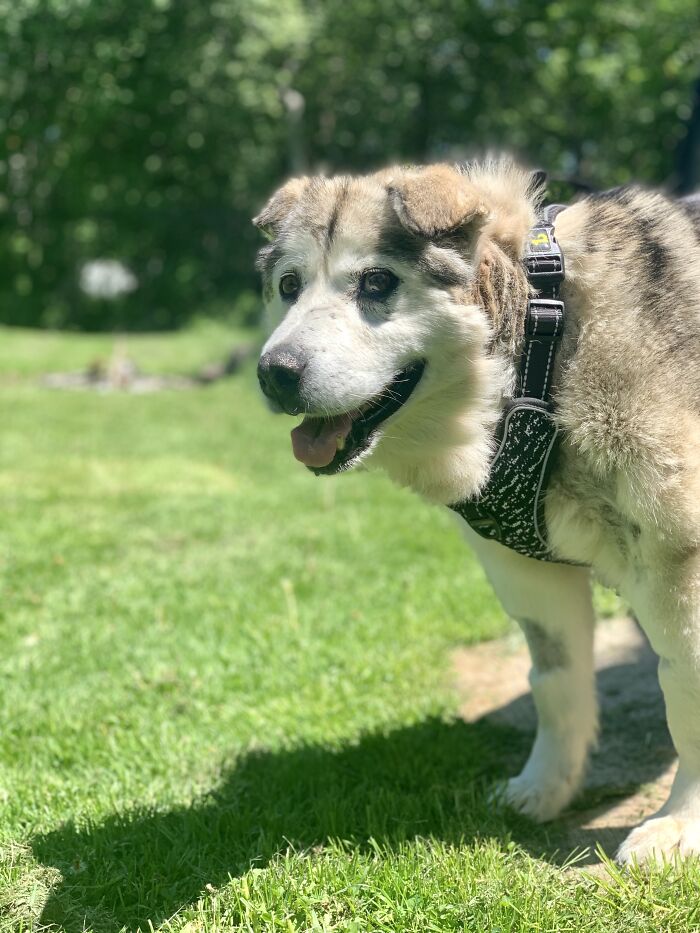 Man Adopts Abandoned Senior Husky And Sheds Light On Important Issues