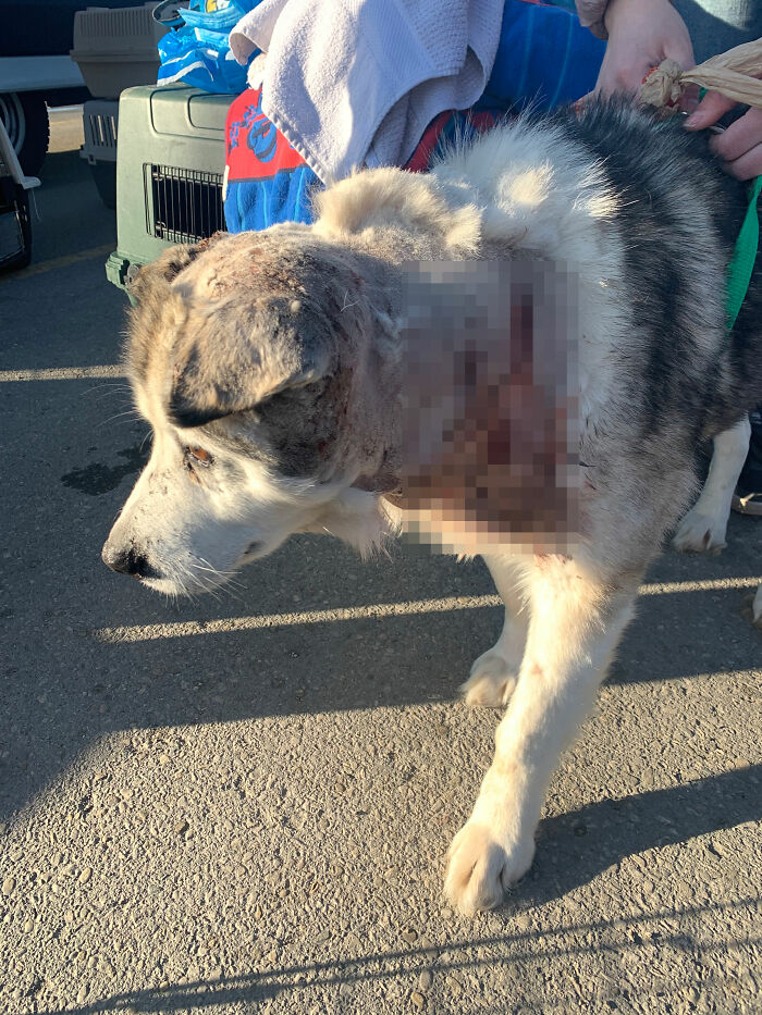 Man Adopts Abandoned Senior Husky And Sheds Light On Important Issues