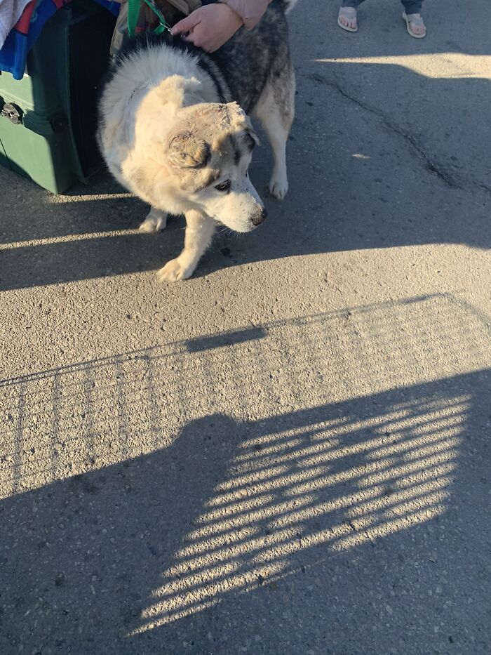 Man Adopts Abandoned Senior Husky And Sheds Light On Important Issues