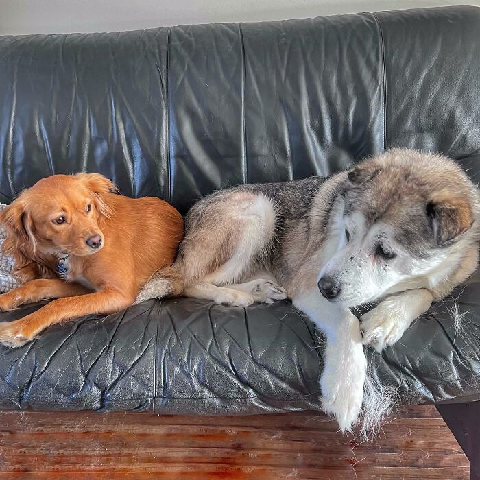 Man Adopts Abandoned Senior Husky And Sheds Light On Important Issues