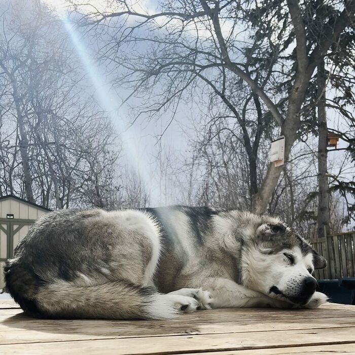 Man Adopts Abandoned Senior Husky And Sheds Light On Important Issues