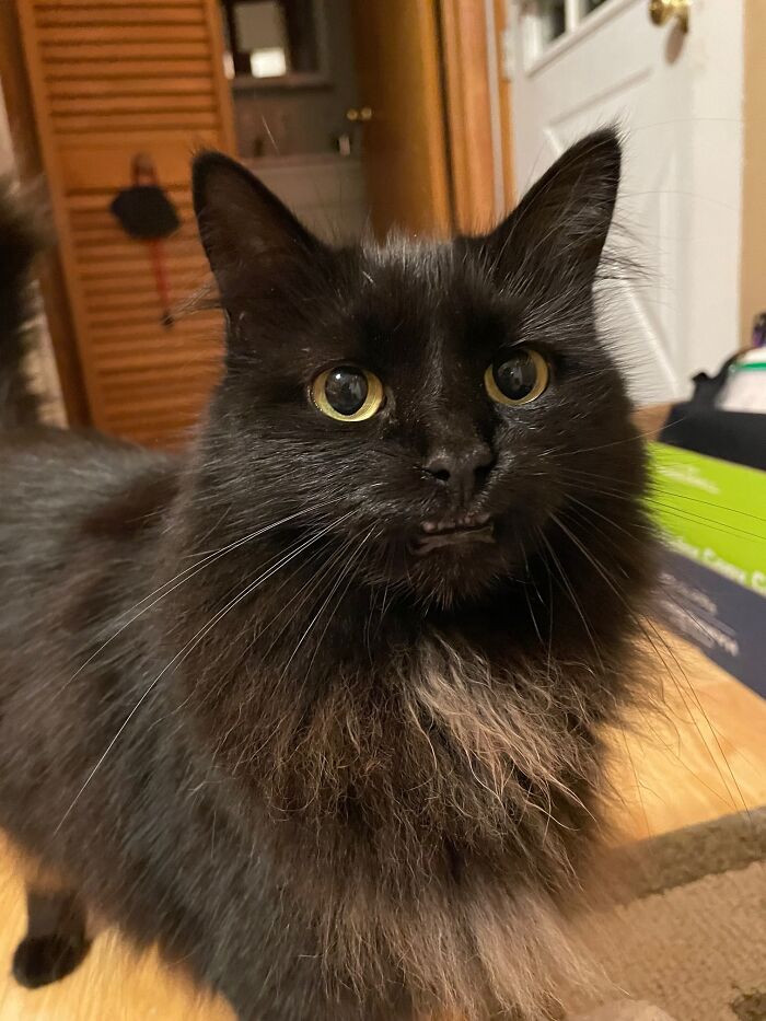 This Is Adelaide. She Is "Smiling"...