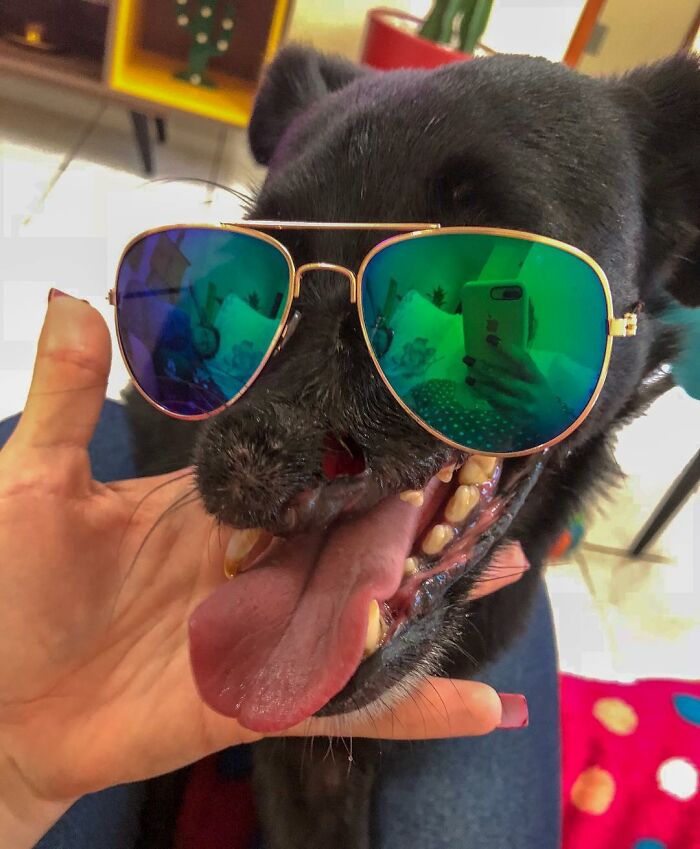 Meet Odin, The Dog Who Lost Part Of His Snout In An Accident And Still Found Kindness In His Owner Who Adopted Him After He Spent 3 Years In A Shelter