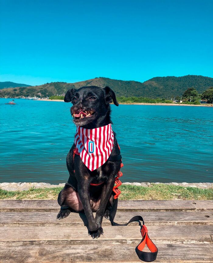 Meet Odin, The Dog Who Lost Part Of His Snout In An Accident And Still Found Kindness In His Owner Who Adopted Him After He Spent 3 Years In A Shelter