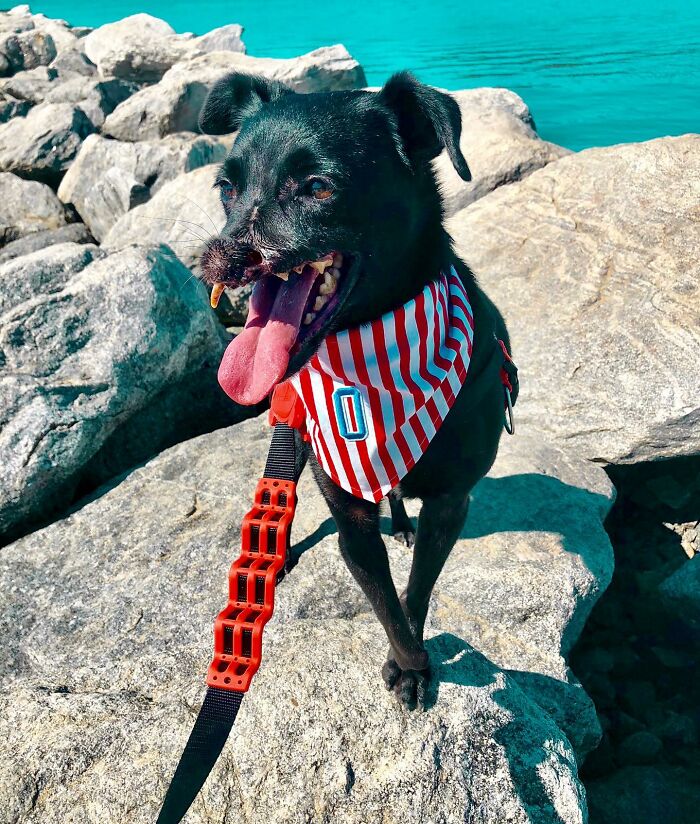 Meet Odin, The Dog Who Lost Part Of His Snout In An Accident And Still Found Kindness In His Owner Who Adopted Him After He Spent 3 Years In A Shelter