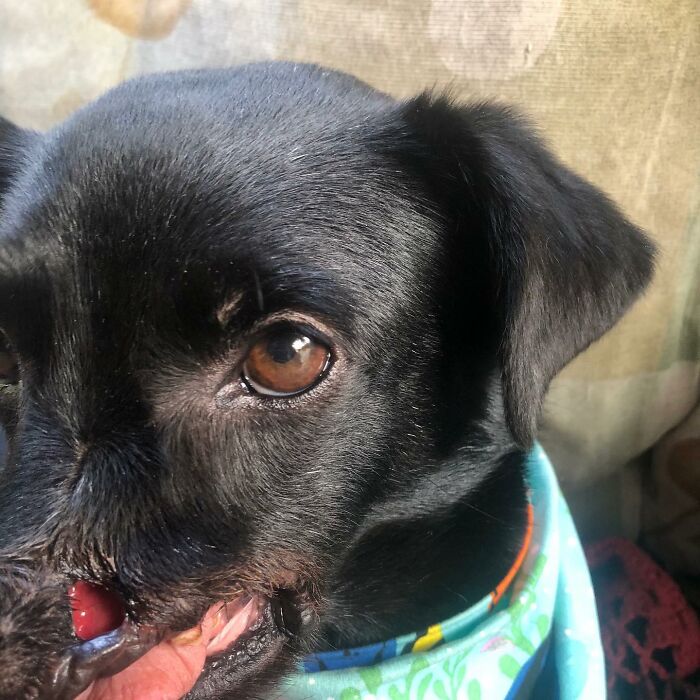 Meet Odin, The Dog Who Lost Part Of His Snout In An Accident And Still Found Kindness In His Owner Who Adopted Him After He Spent 3 Years In A Shelter