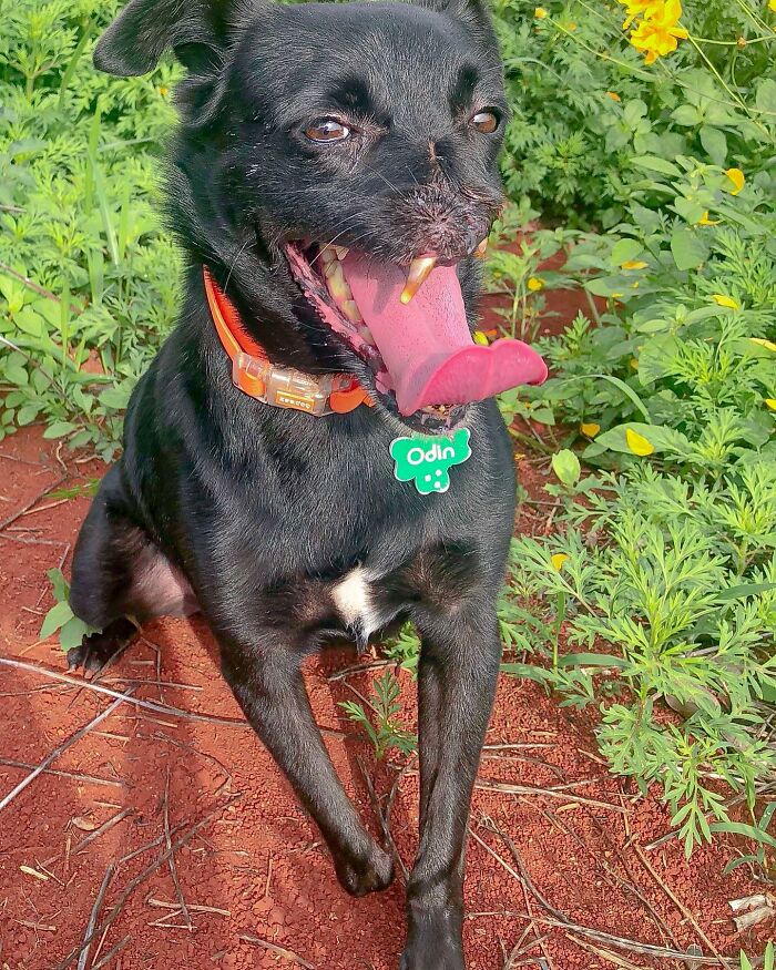 Meet Odin, The Dog Who Lost Part Of His Snout In An Accident And Still Found Kindness In His Owner Who Adopted Him After He Spent 3 Years In A Shelter