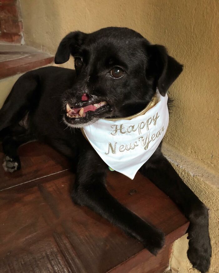 Meet Odin, The Dog Who Lost Part Of His Snout In An Accident And Still Found Kindness In His Owner Who Adopted Him After He Spent 3 Years In A Shelter