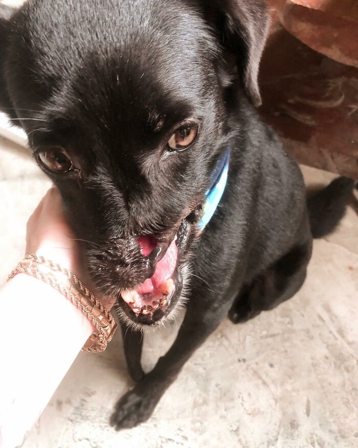 Meet Odin, The Dog Who Lost Part Of His Snout In An Accident And Still Found Kindness In His Owner Who Adopted Him After He Spent 3 Years In A Shelter