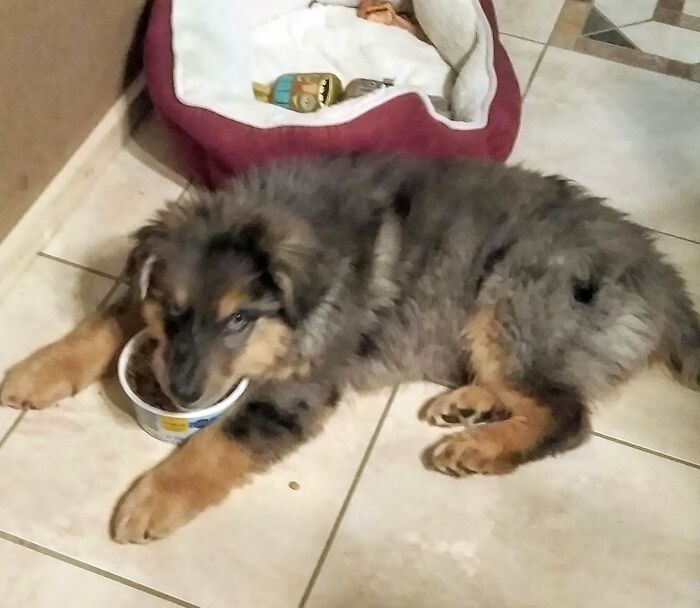 This Australian Shepherd Came Into My Home And Never Left (10 Pics)