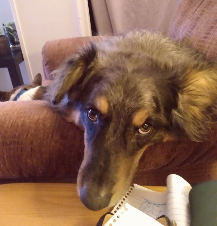 This Australian Shepherd Came Into My Home And Never Left (10 Pics)