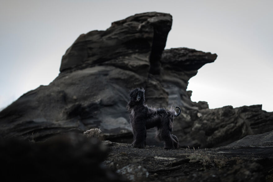 I Photograph Four-Legged Models In Breathtaking Landscapes