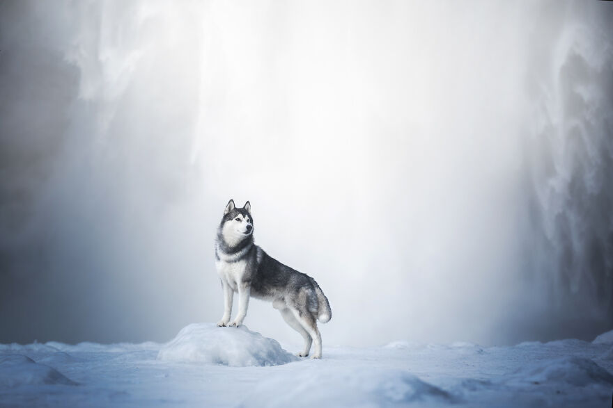 I Photograph Four-Legged Models In Breathtaking Landscapes