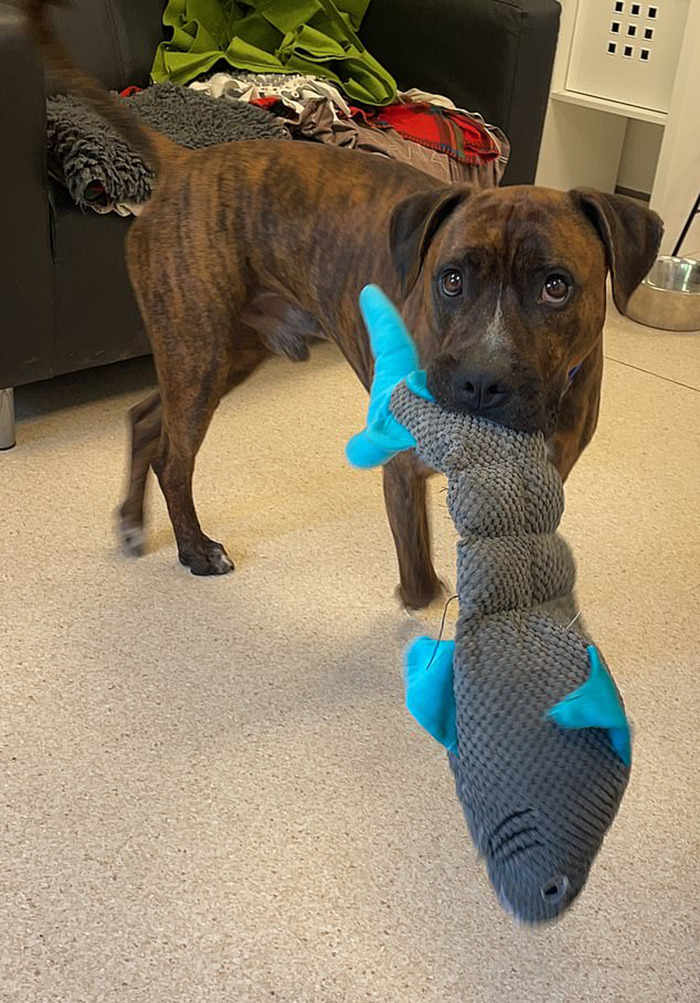 Stray Dog Named Luke ​​Can&rsquo;t Find A Home Because He&rsquo;s Too Shy, Shelter Throws An Adoption Party, No One Shows Up