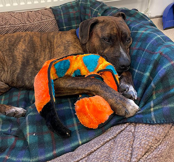 Stray Dog Named Luke ​​Can&rsquo;t Find A Home Because He&rsquo;s Too Shy, Shelter Throws An Adoption Party, No One Shows Up