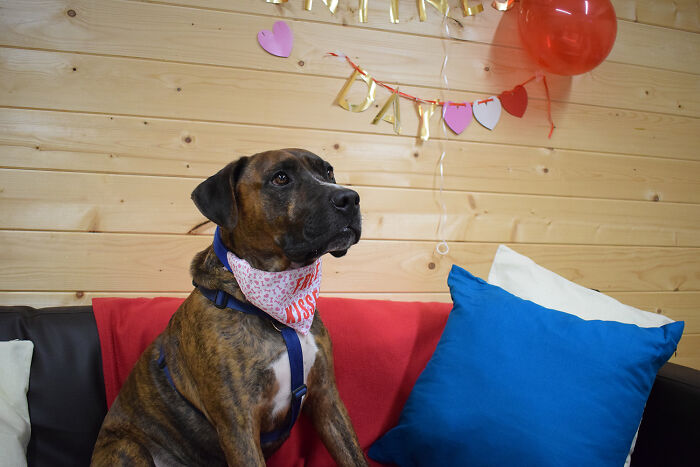 Stray Dog Named Luke ​​Can&rsquo;t Find A Home Because He&rsquo;s Too Shy, Shelter Throws An Adoption Party, No One Shows Up
