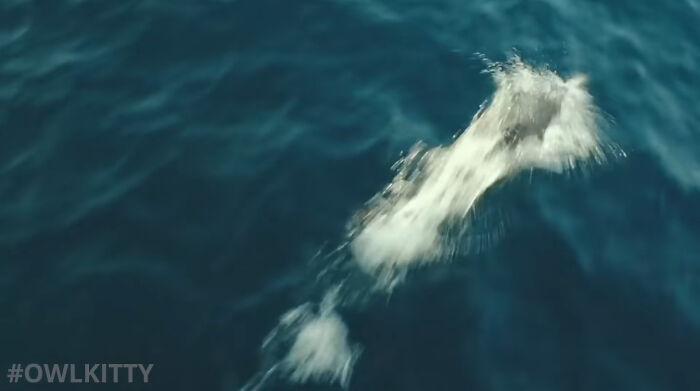 En esta versi&oacute;n mejorada de Titanic hay un gato, y el resultado es divertid&iacute;simo