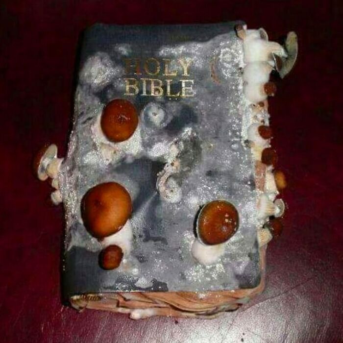 How Do You Feel About Christianity? Also Sorry For Not Posting I Was Busy Then I Had Two Mental Breakdowns In A Row Partially Because Of Christianity Lol #cursedmemes #cursedmeme #creepy #cursedimagedealer