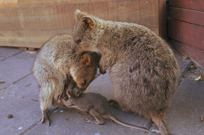 A Cute Quokka Family