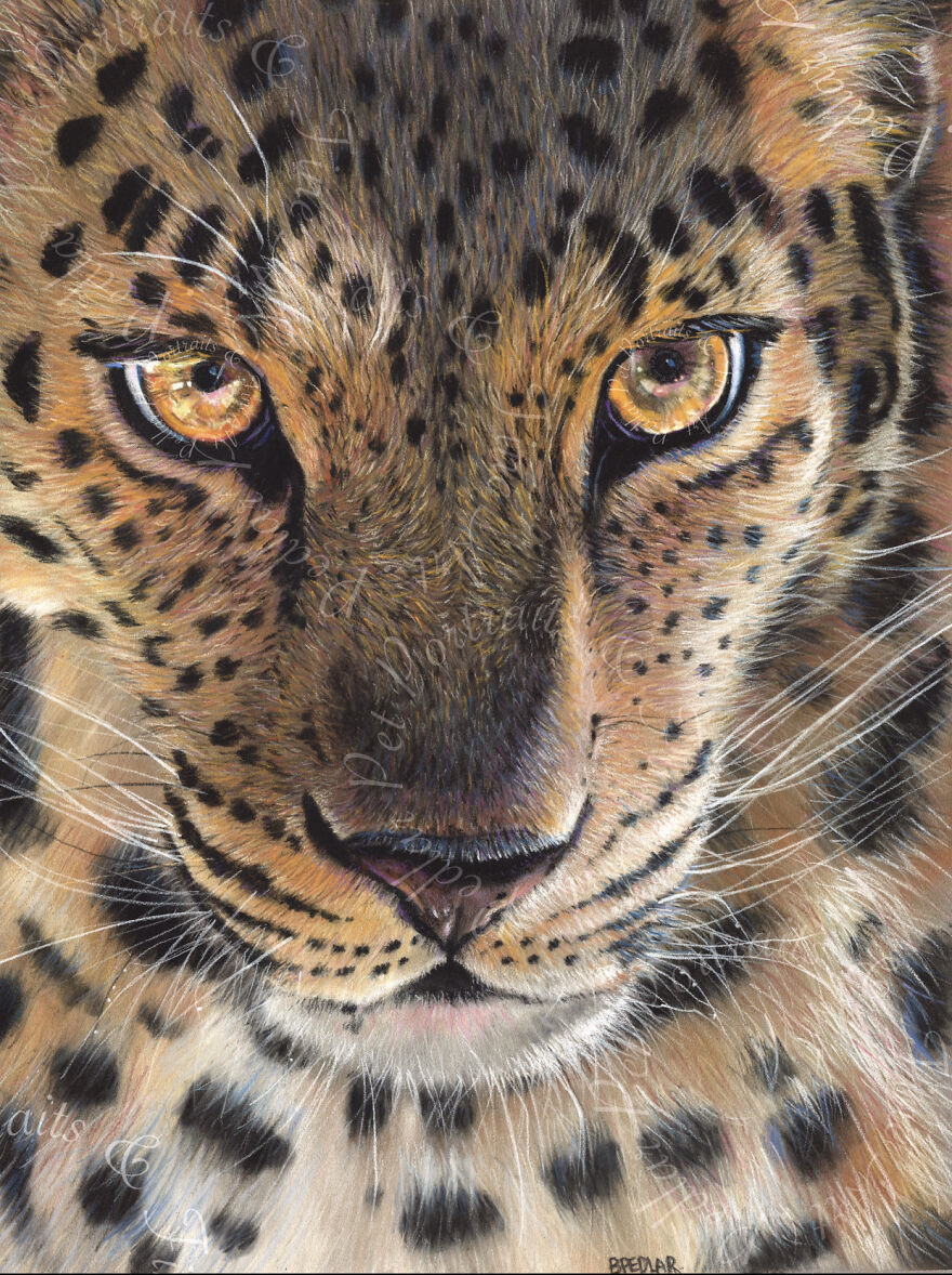 Animal Portraits Animal Portraits