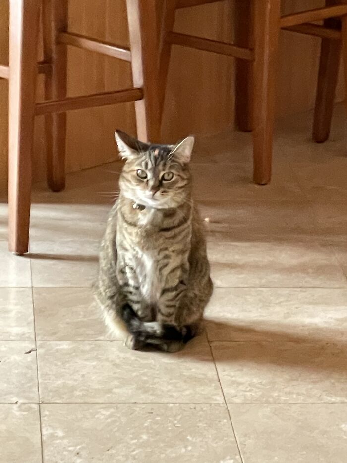 The Fasted Kitty In The Land Kekio (Cake-O)