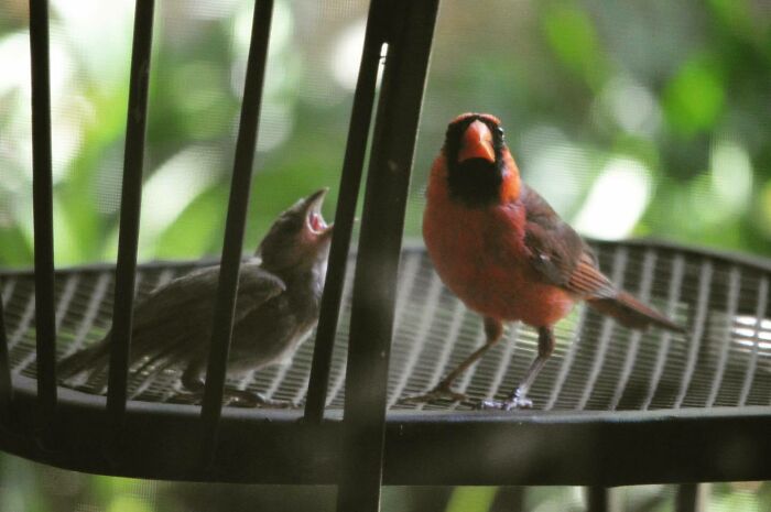 Dad Feeding The Young Ones