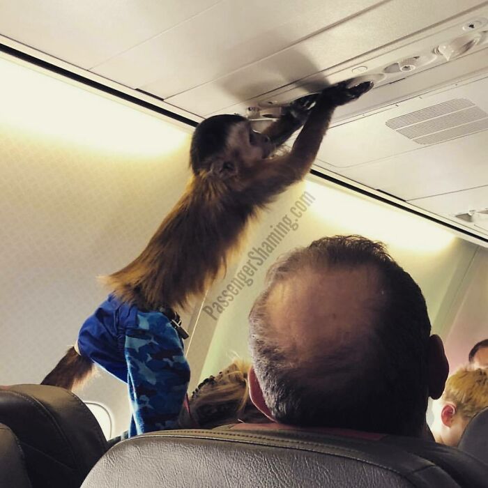 This Instagram Gathers Bizarre Images That Prove Passengers From Hell Exist (35 New Pics)
