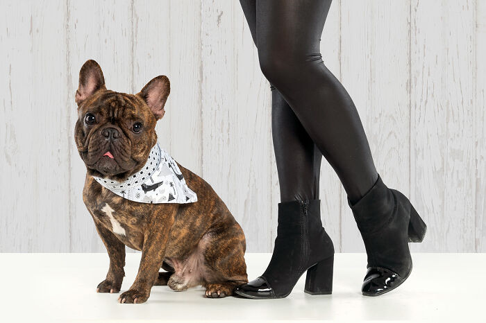 French Bulldog Brownie