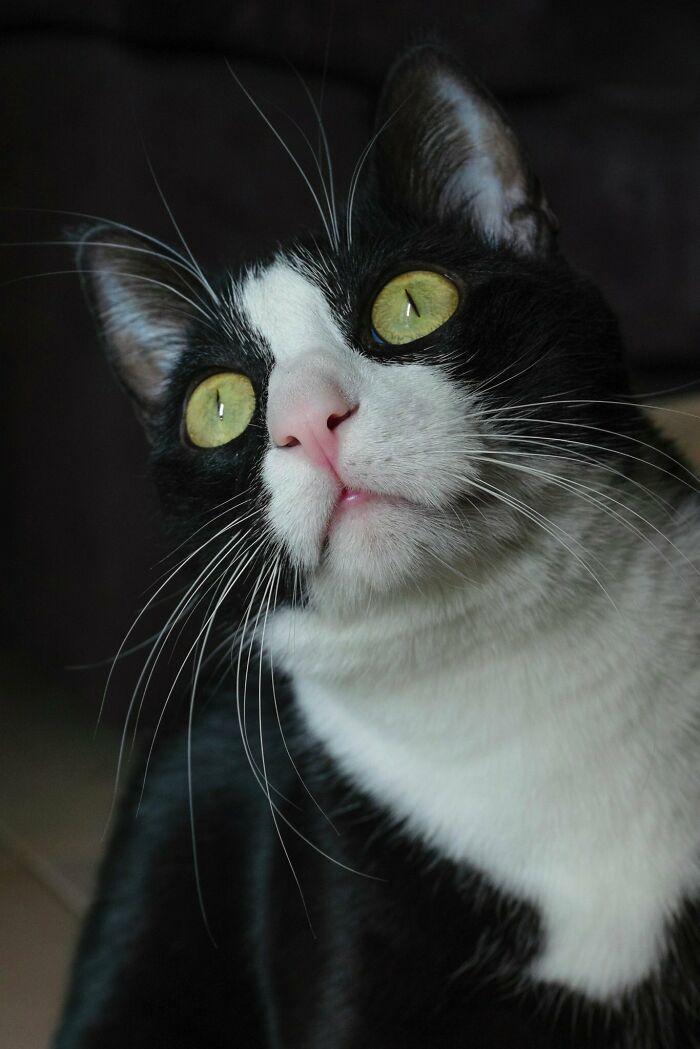 My Rescue Cat Keats.