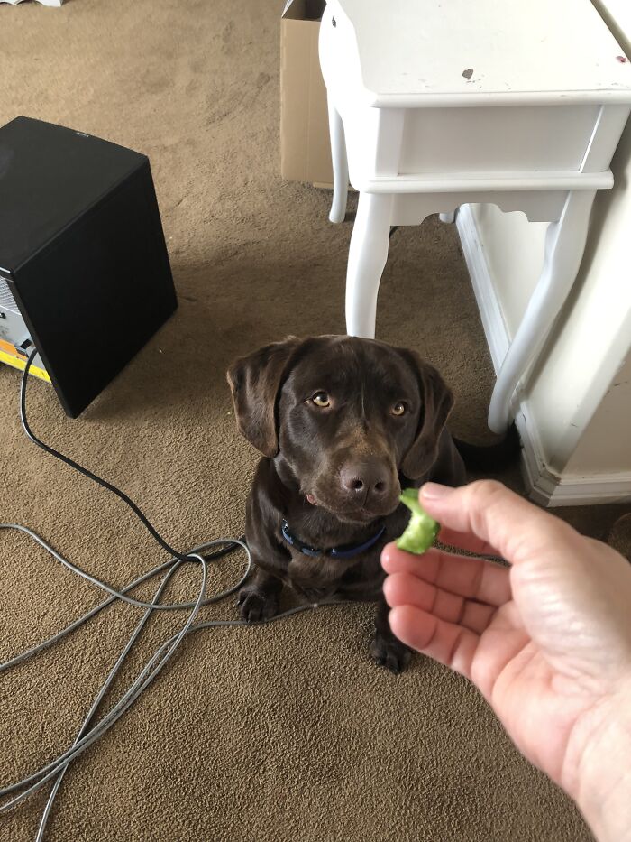 Find Someone To Look At You The Way My Dog Looks At This Cucumber
