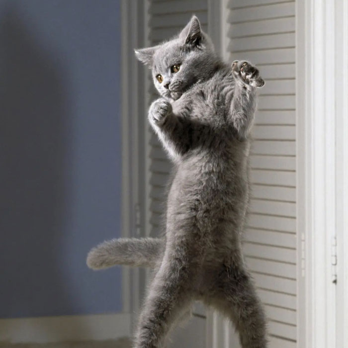 Hey Pandas, Photoshop This Cat Into Funny Scenarios (Closed)