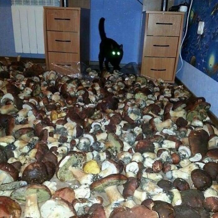 Wtf Is A Normal Person? Someone Who Had A Normal Life With No Mental Illness Who Is Neurotypical Has Good Grades Etc Works In An Office Job Has A Nuclear Family Whatever You Know What I Mean I Do Not Believe These People Exist!