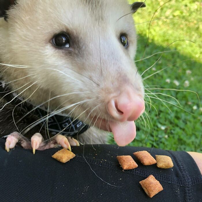 Lovin’ Treats