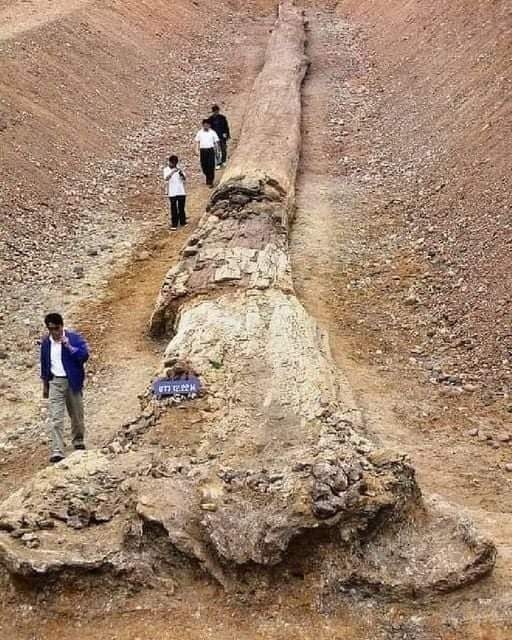 Fossil Trees As Tall As Modern-Day Redwoods Have Been Found In Northern Thailand. This Petrified Trunk Measures 72.2 Meters In Length, Suggesting That The Original Tree Would Have Been Over 100 Meters Tall. Its Approximate Age Is 800,000 Years