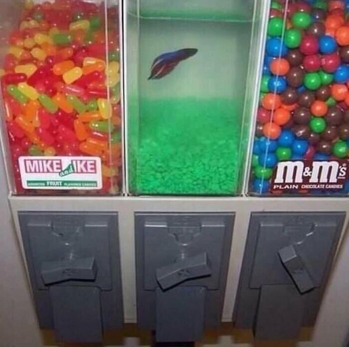 Ugh I’ve Seen The Freaking Horny Candy Post Literally 10 Times Today On Different Accounts Just Stop Posting It It’s Not Funny