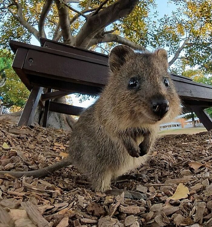 A Little Quokka